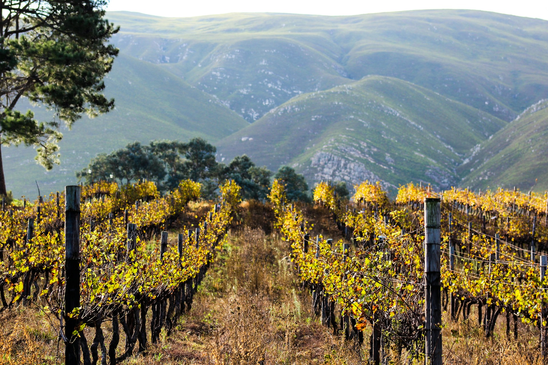 devon-janse-van-rensburg-nQU3ZGflbxE-unsplash